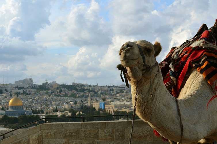 Israel-camel-ride-Instagram