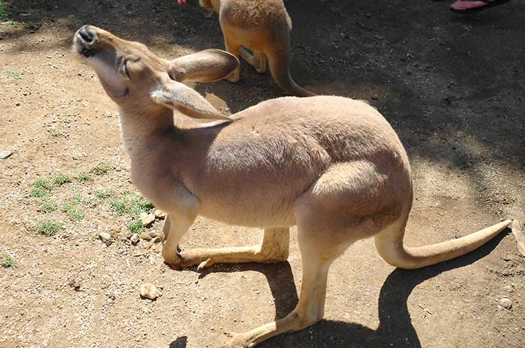 explore-sydney-kangaroo