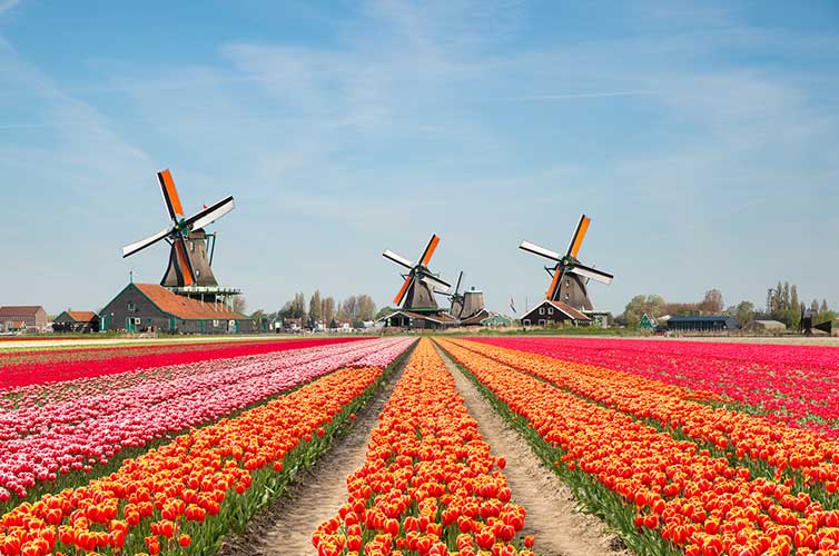 windmills in amsterdam