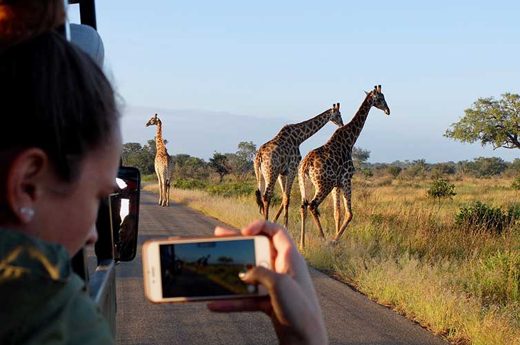 how to plan a safari