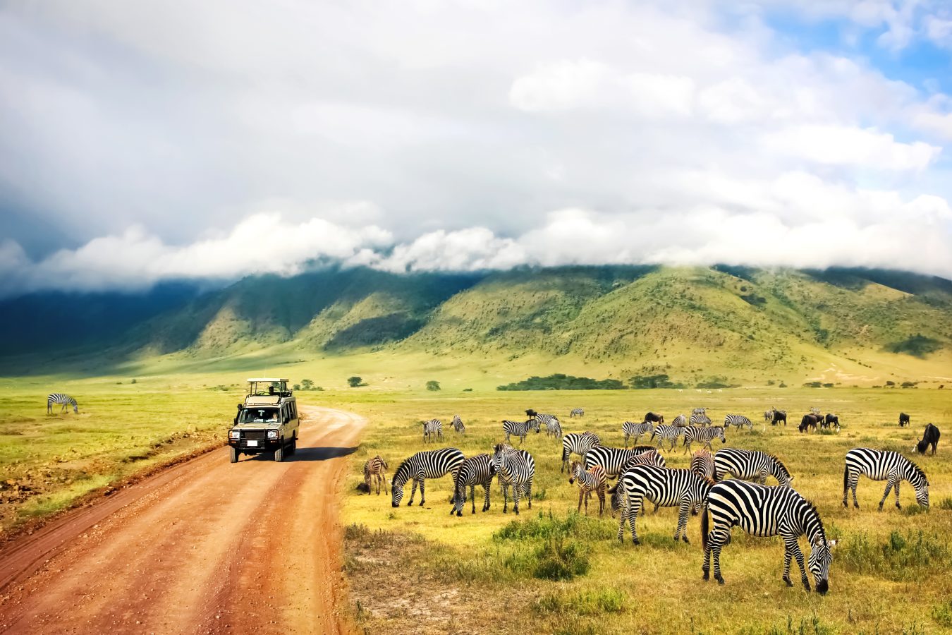 Safari car driving past a herd of zebras in Tanzania.