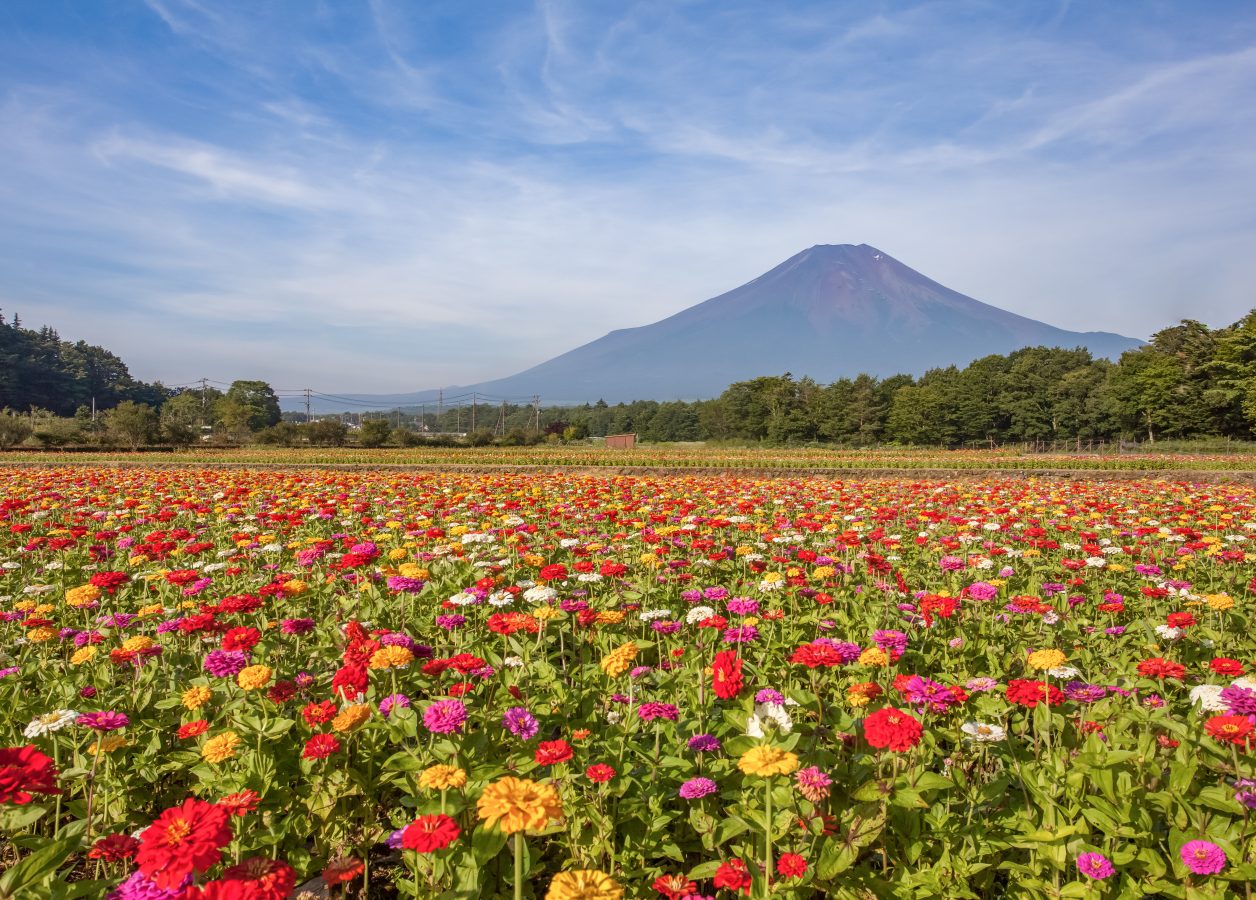 A field of flowers in summertime in the foreground with Mt Fuji in the background in Japan - a perfect destination for summer travel.