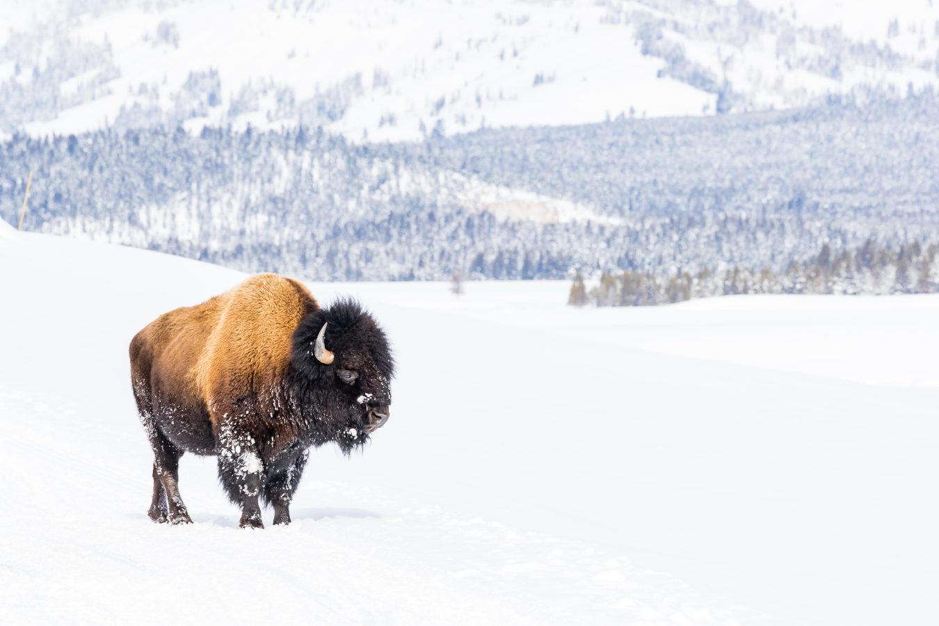 Snowy bison covered in snow in Yellowstone National Park