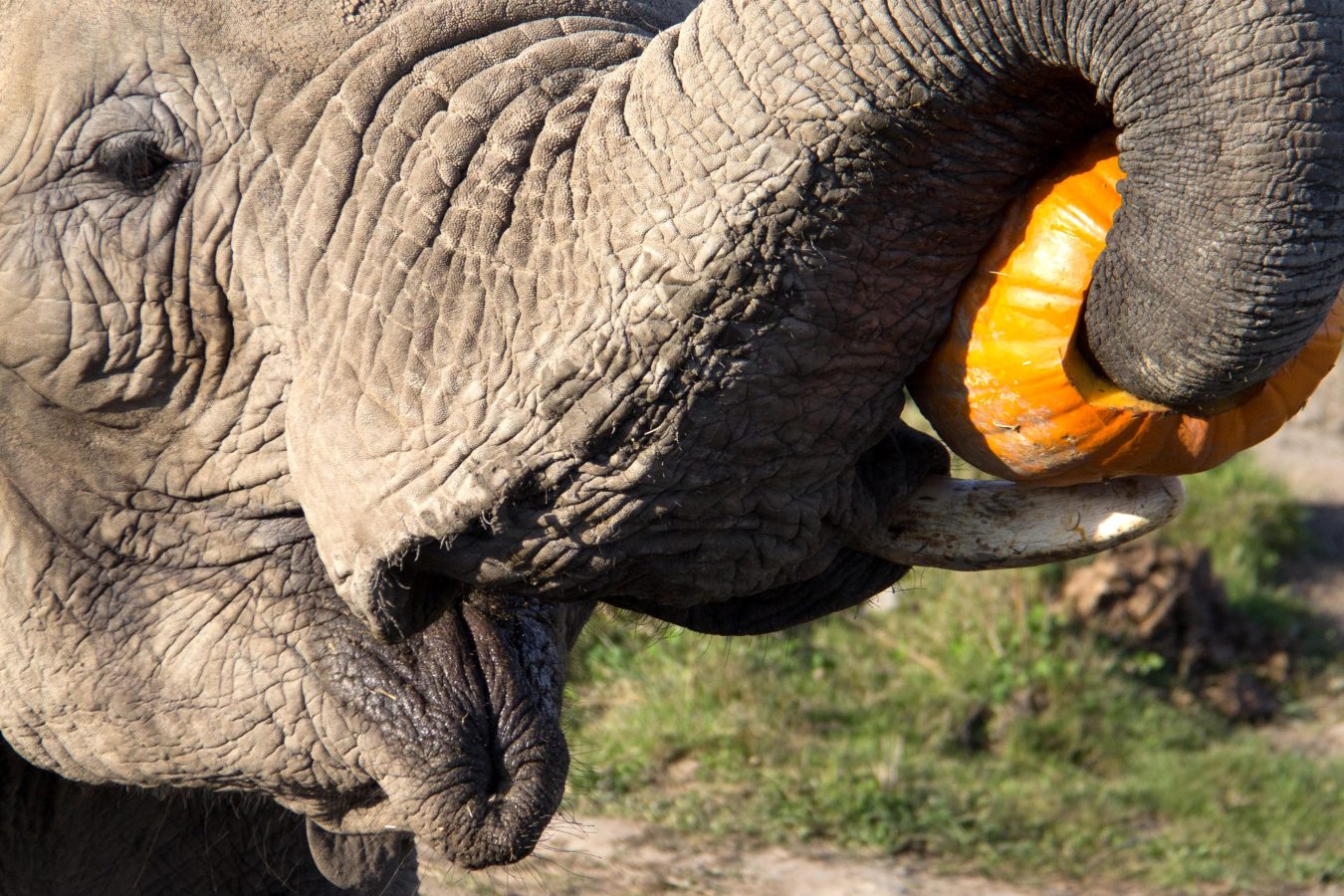 Elephant eating a pumpkin jack-o-lantern.
