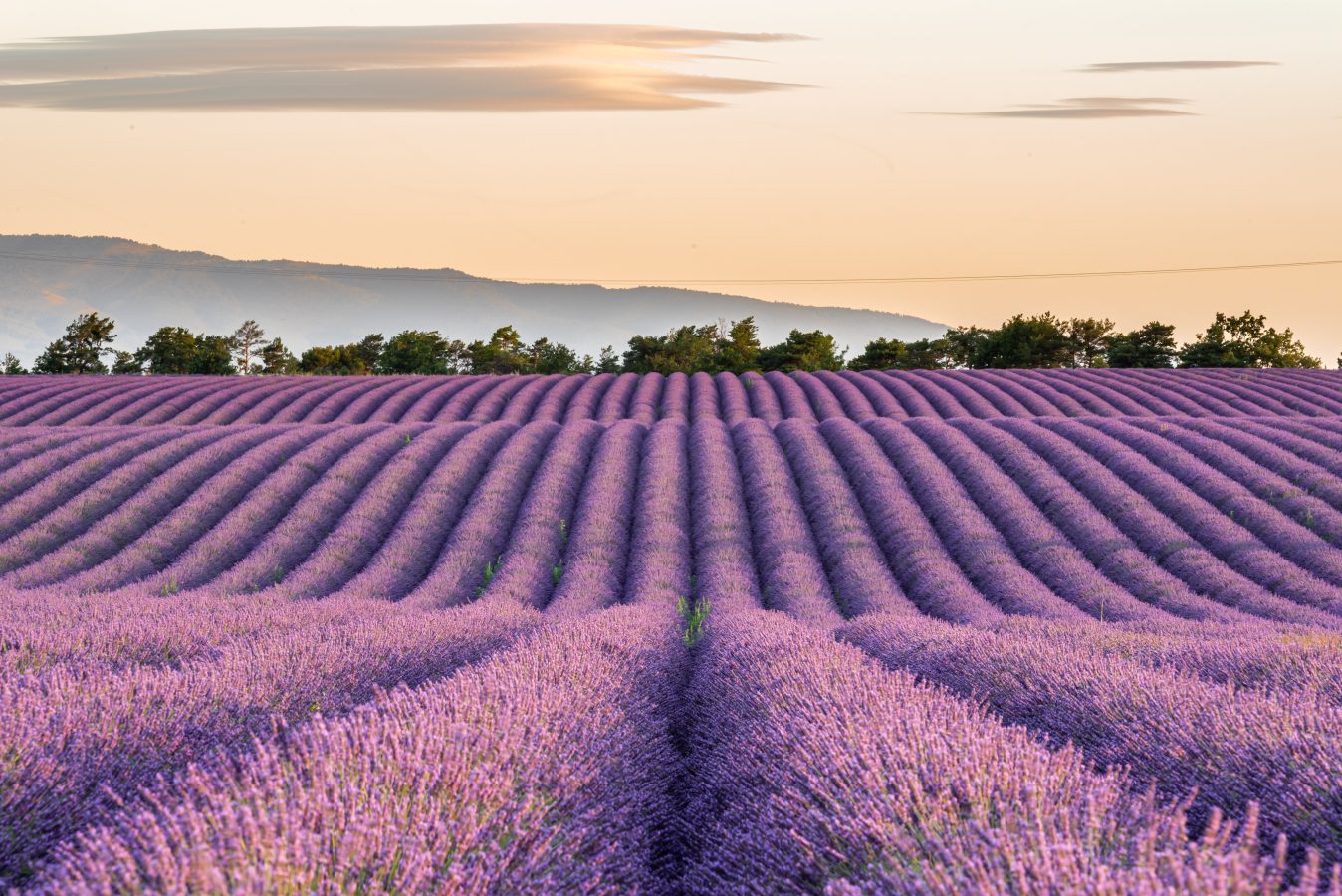 Lavender field in France during sunset with mountains in the background.