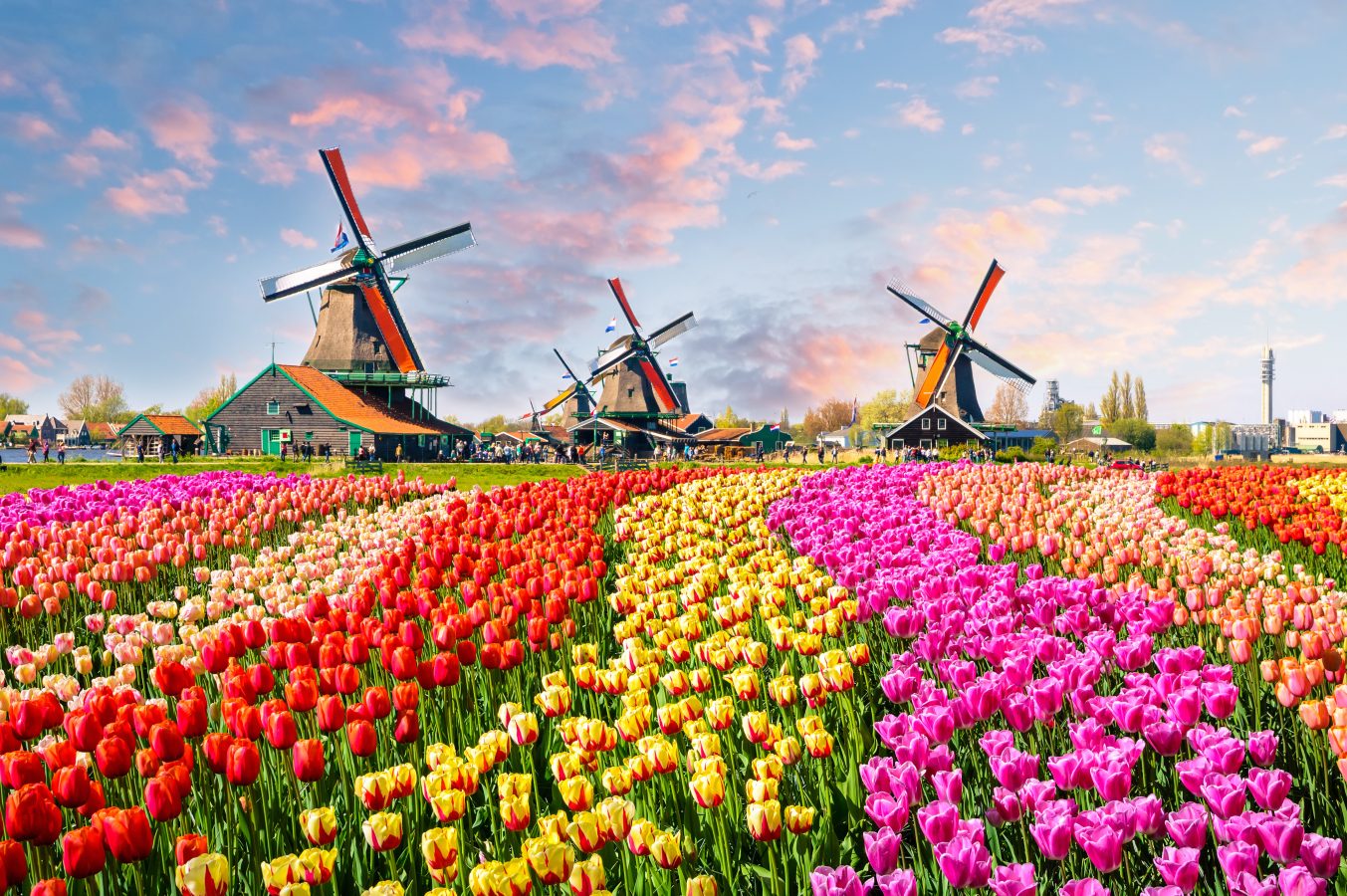 Landscape with tulips, traditional dutch windmills and houses near the canal in Zaanse Schans, Netherlands, Europe. This is a great spring destination to travel to!