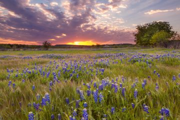 Bluebonnets blossom under the painted Texas sky in Marble Falls at sunset in spring.