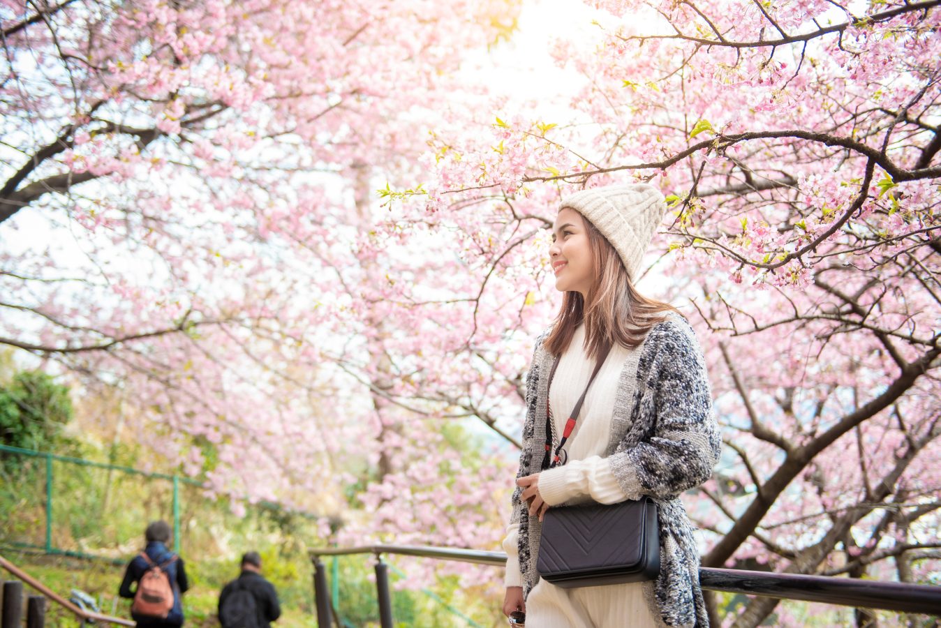 Woman enjoys the Japanese cherry blossoms in full pink bloom in Japan.