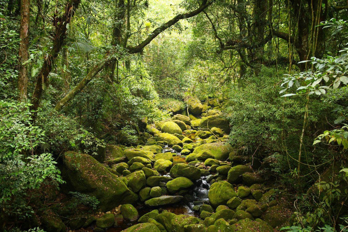 Nature of Amazon Rainforest in Brazil.