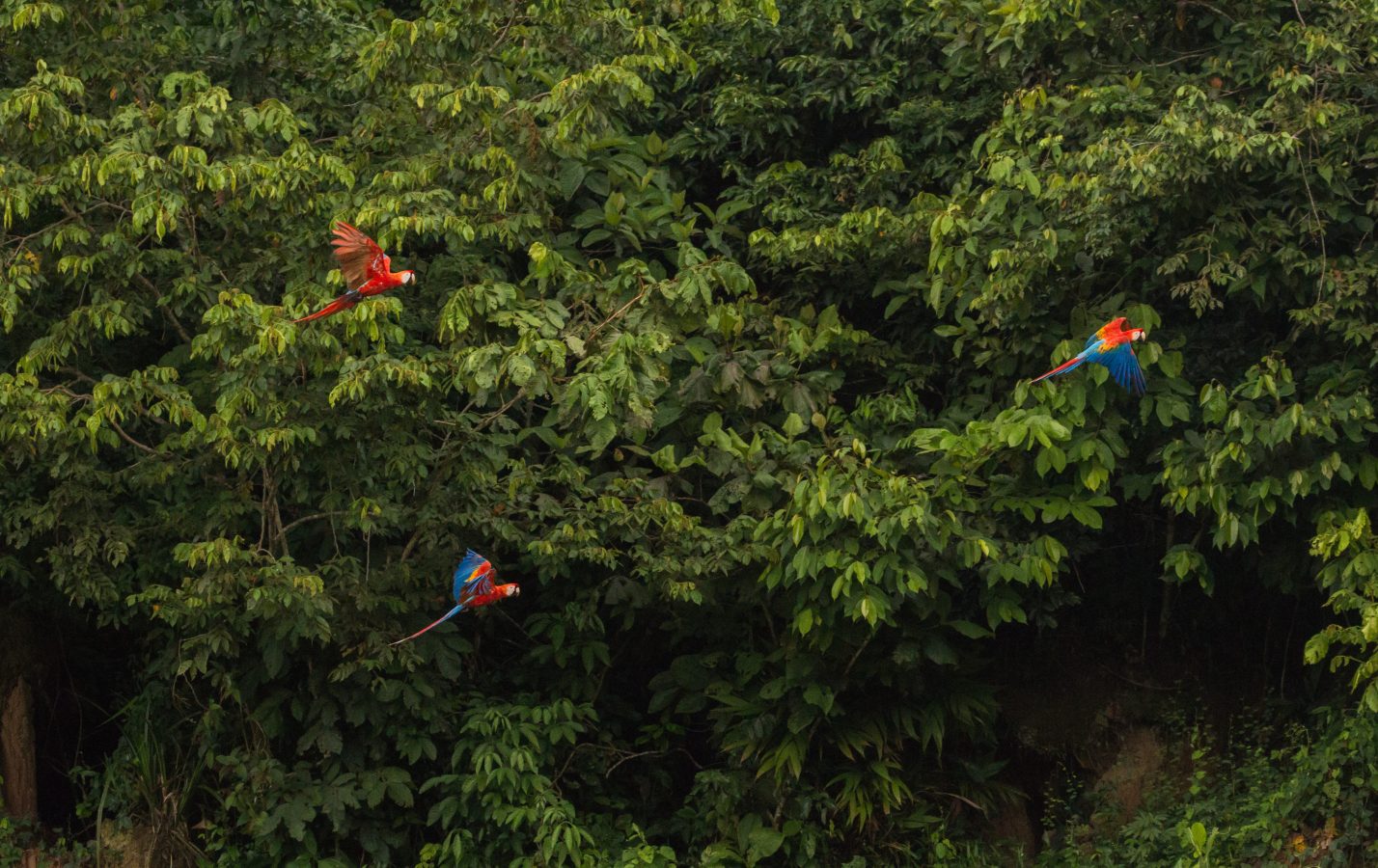 Three Red Macaws flying past green trees in the rainforest.