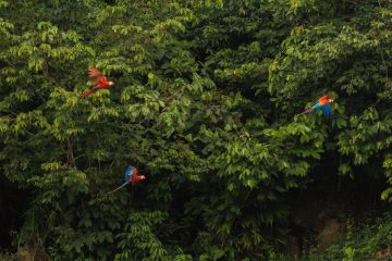 Three Red Macaws flying past green trees in the rainforest.