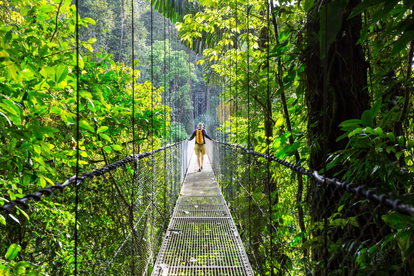 A hiker walking across a high, narrow bridge in the  green tropical jungles of Costa Rica, Central America.