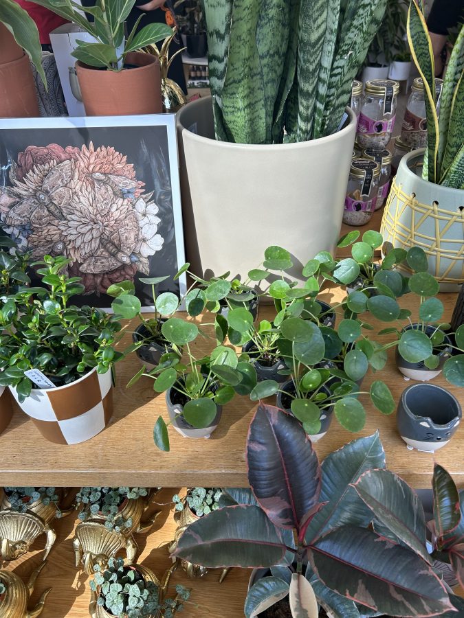 Lots of plants available in Oak + Moss, a cute plant store we went in on a trip to Salem.