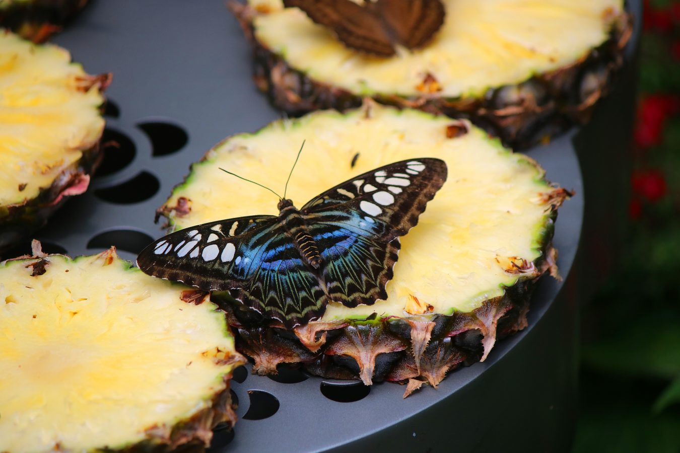 Butterfly feeds from a pineapple slice in the Butterfly Garden in Changi Airport, Singapore.
