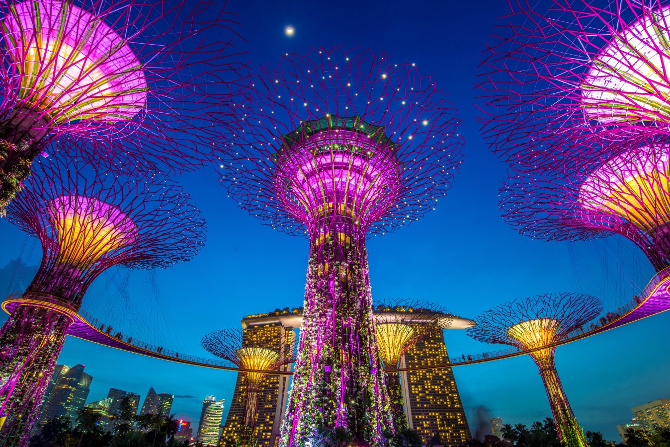The Gardens by the Bay in Singapore at night all lit up.