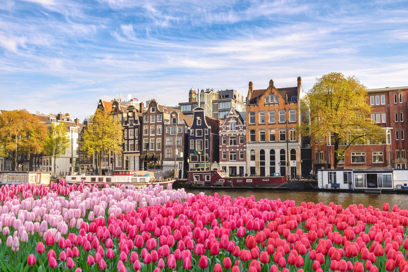 Amsterdam Netherlands on one of the canals with the spring tulips in bloom.