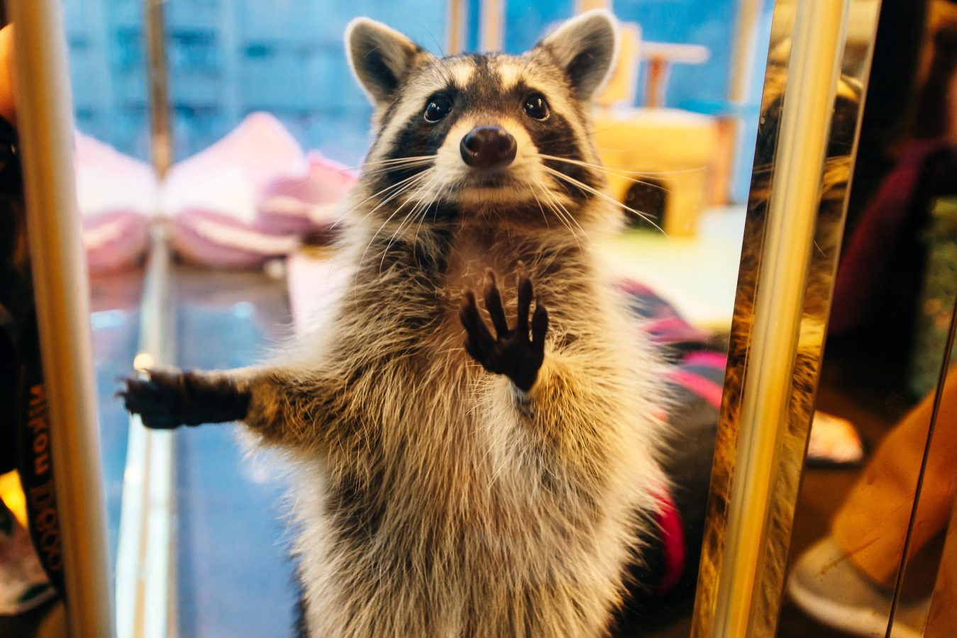 Raccoon Cafe - Raccoon in tiny cage, (Animal Cafe), Seoul, South Korea