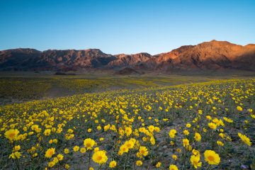 Super bloom of wild flowers in spring at Death Valley National Parks